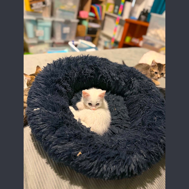Photo of Pickle