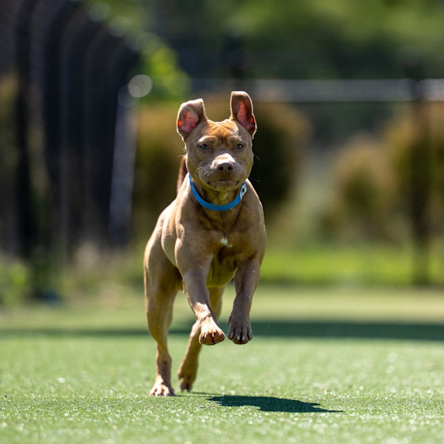 Photo of Butternut Imp 2387