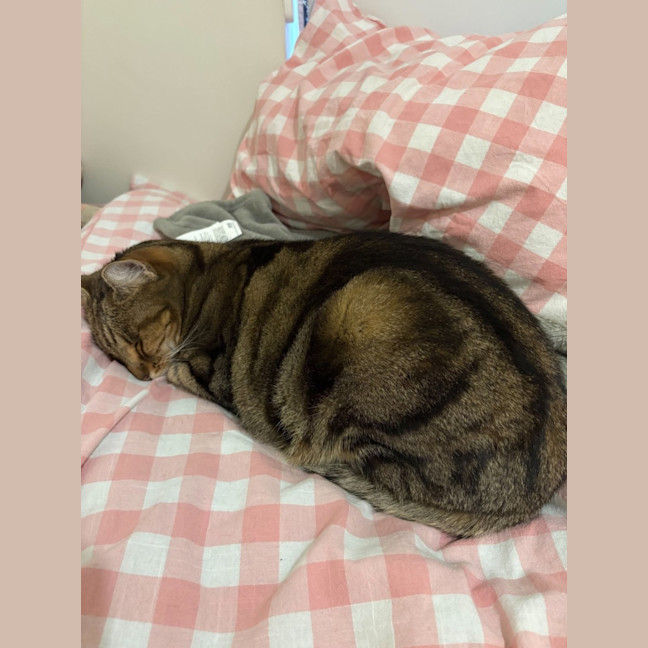 Photo of Coco