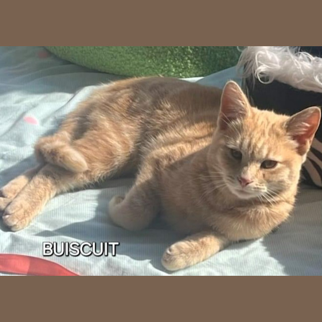 Photo of Biscuit 🍪 