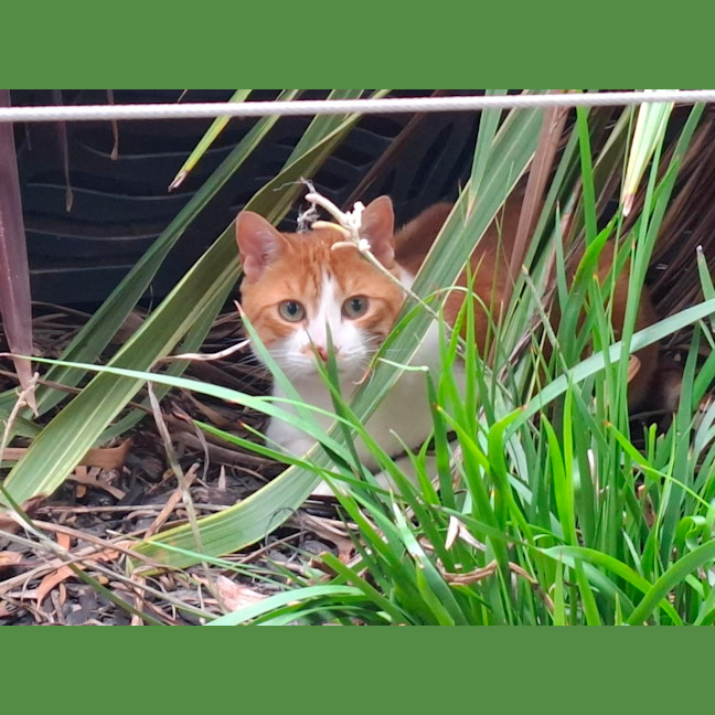 Photo of Hamish