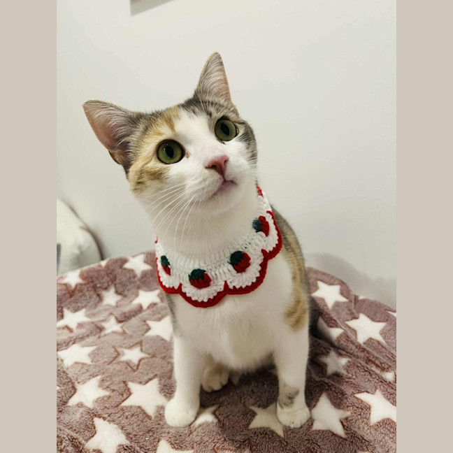 Photo of Willow   Located In Doreen