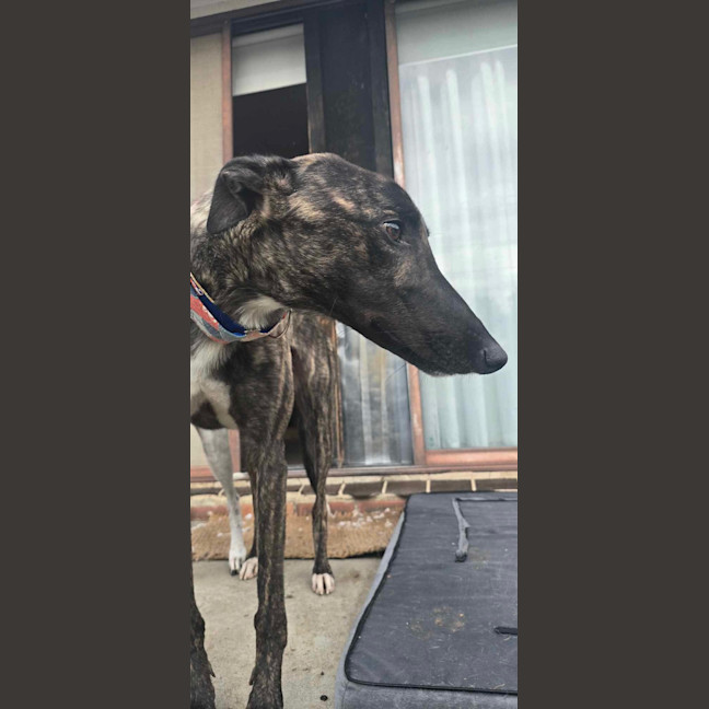 Photo of Claude The Greyhound