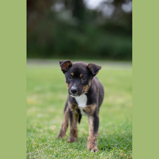 Photo of Ziggy