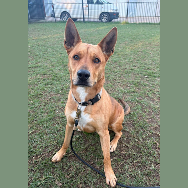 Photo of Ollie