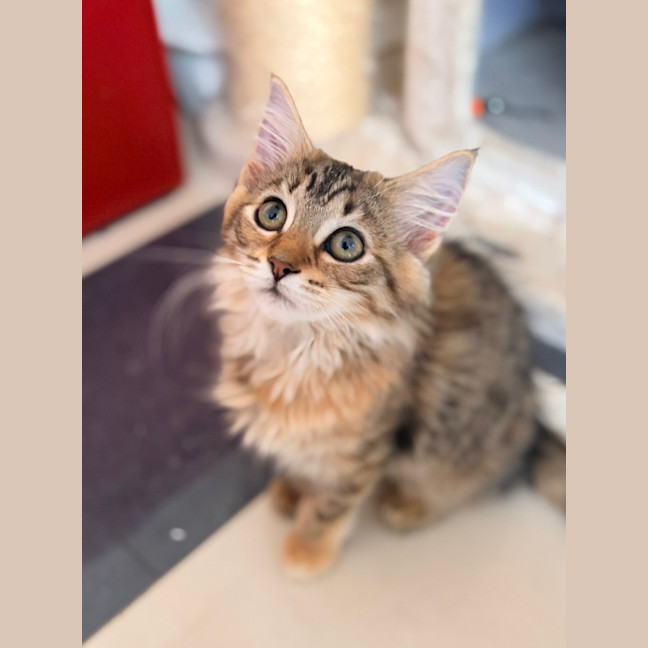 Photo of Athena   In Foster Care In Lower Plenty