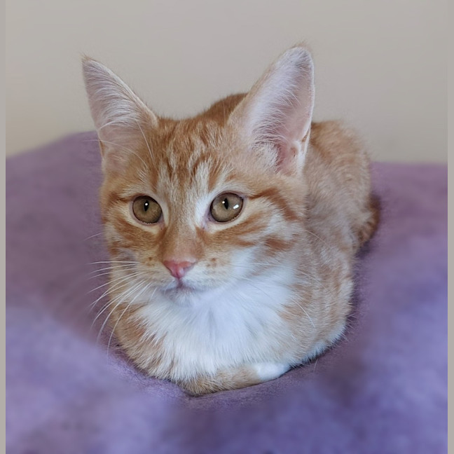 Photo of Maple Syrup