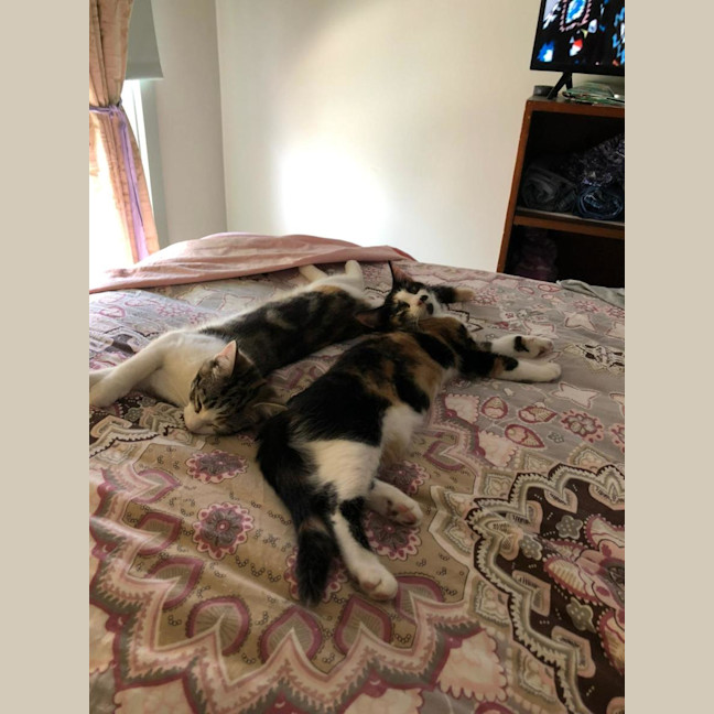 Photo of Haya & Sama