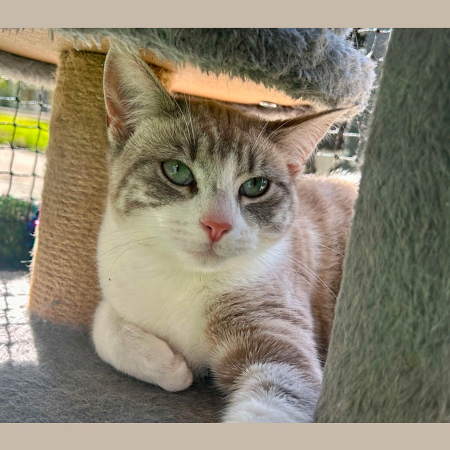 Photo of Latte