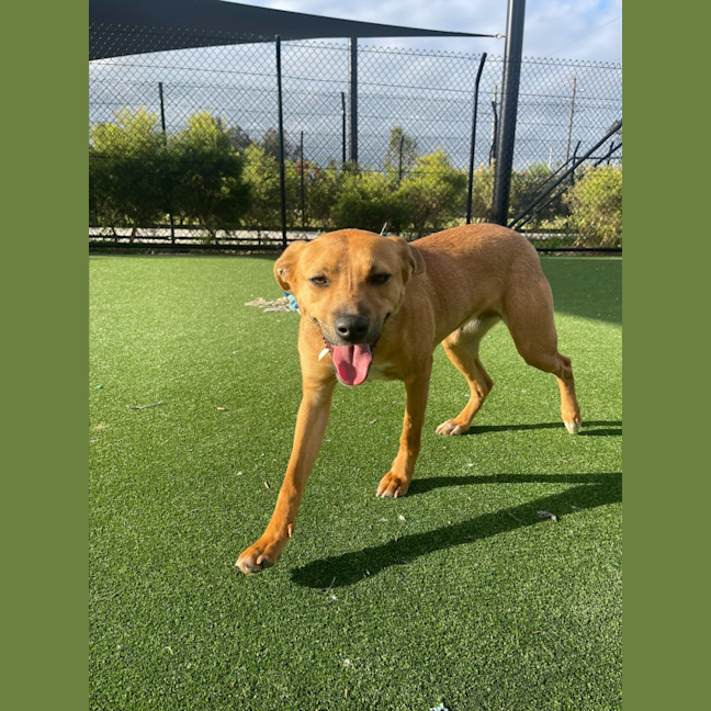 Photo of Peach Imp 1711