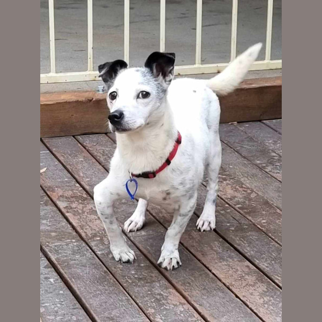 Photo of Clancy   10 Year Old Mixed Breed