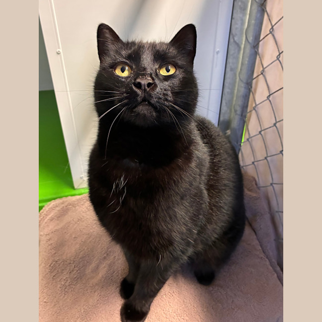 Photo of Salem