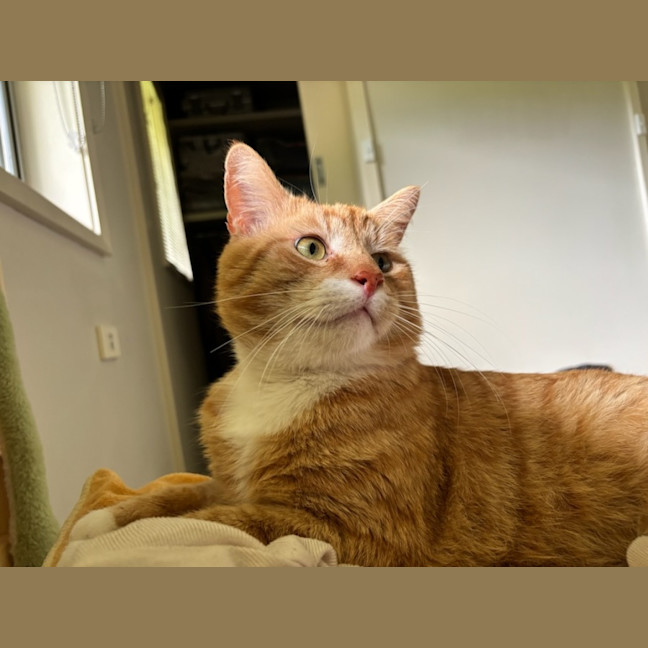 Photo of Basil * 9 Lives Project Rescue*