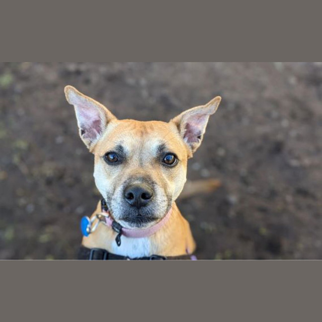 Photo of Polly
