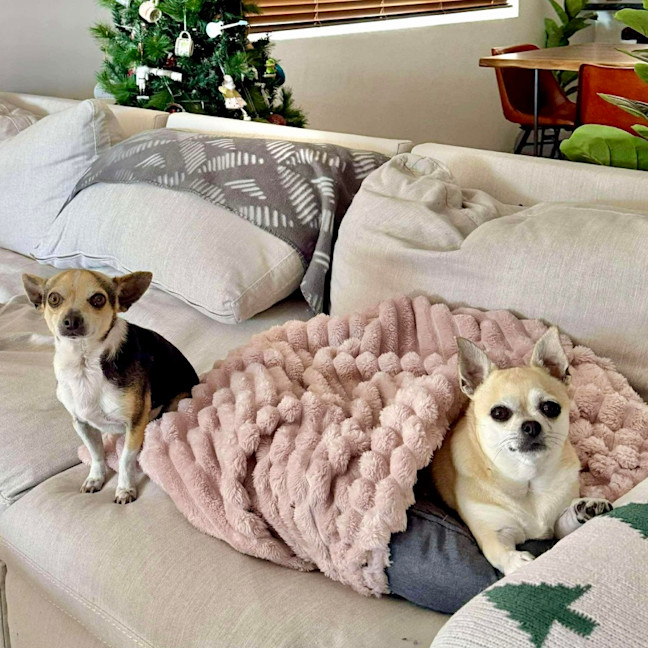 Photo of Little Lucky