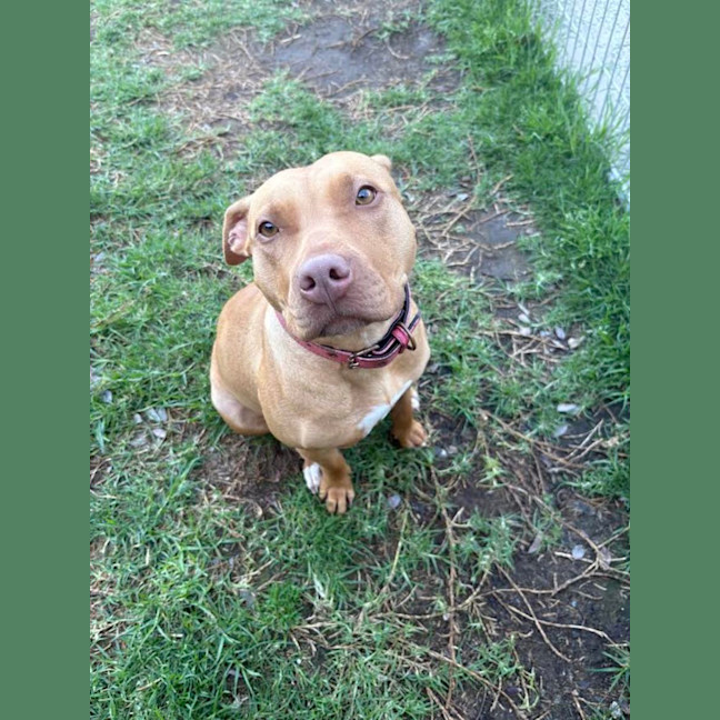 Photo of Sweetie