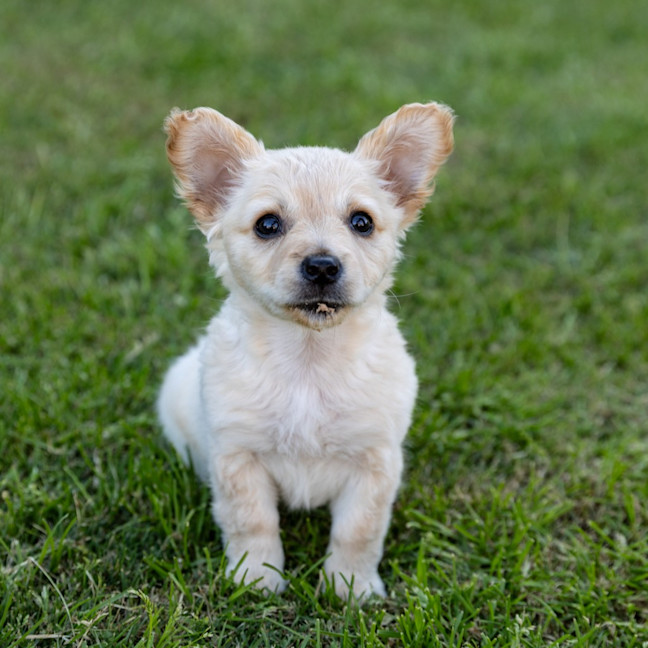Photo of Annie