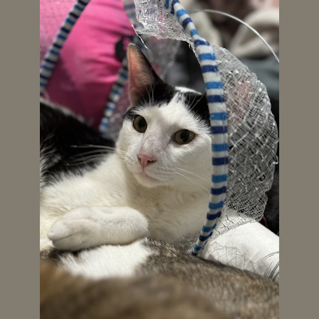 Photo of Gizmo   1 Year Old Domestic Short Hair (On Trial)