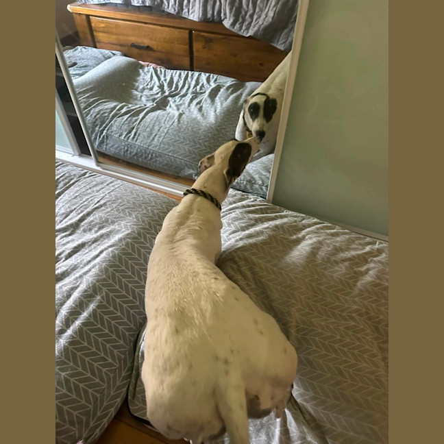 Photo of Dixie, The Greyhound