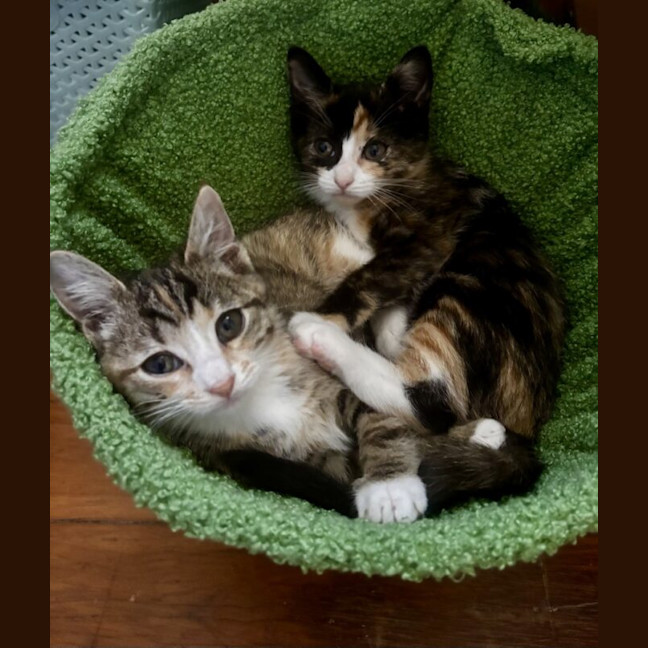 Photo of Twix