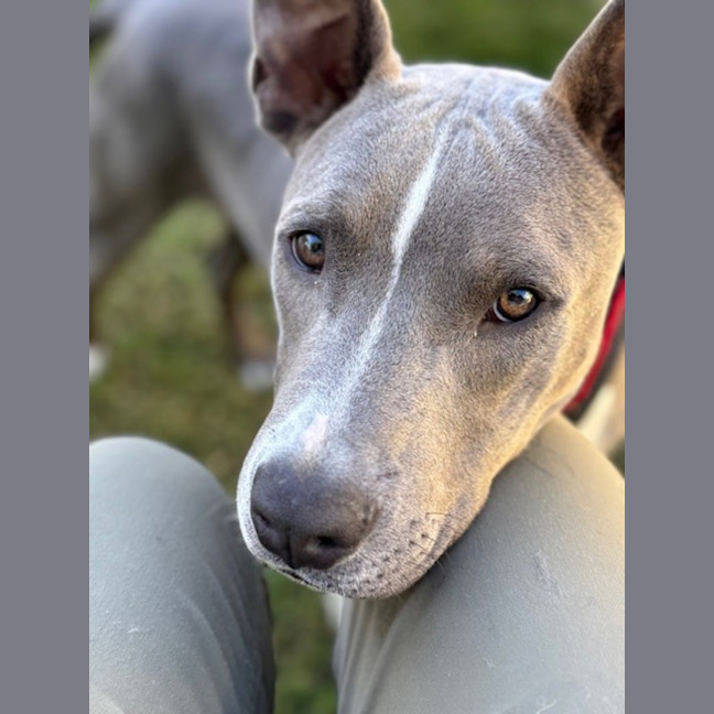 Photo of D1179 Sonny