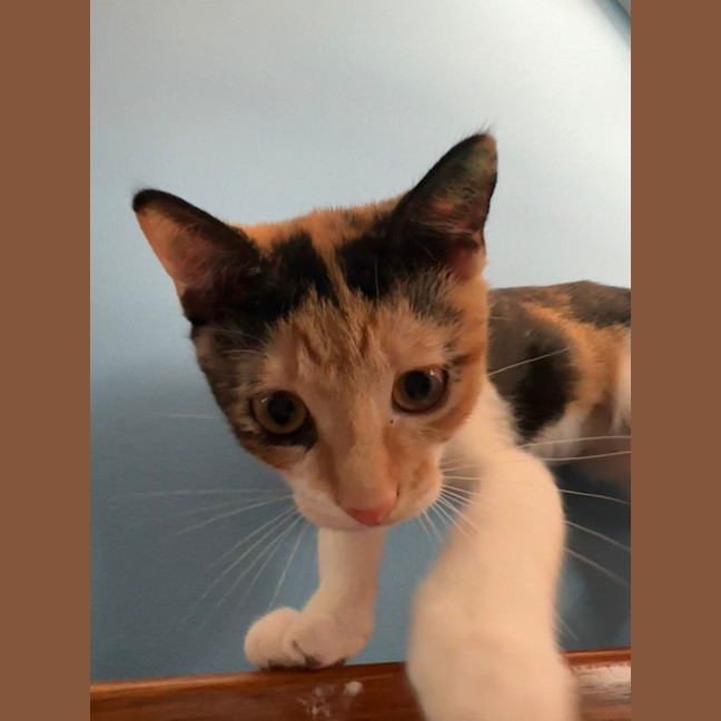 Photo of Peaches