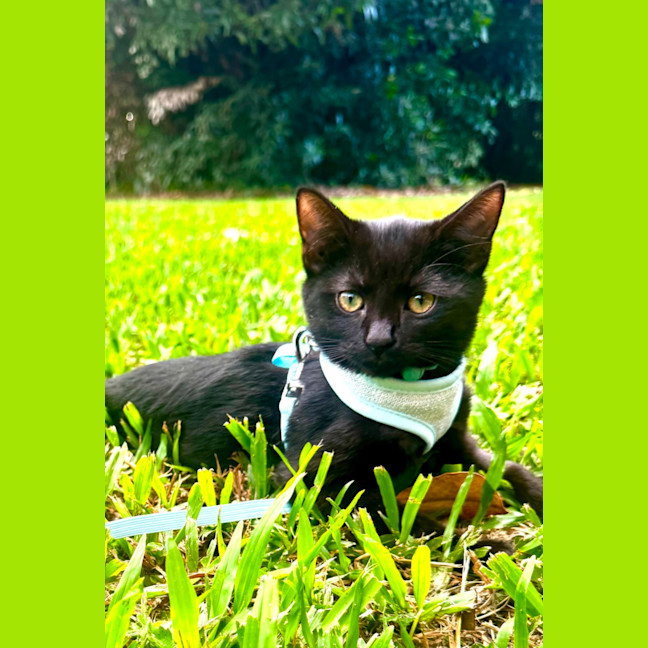Photo of Teddy