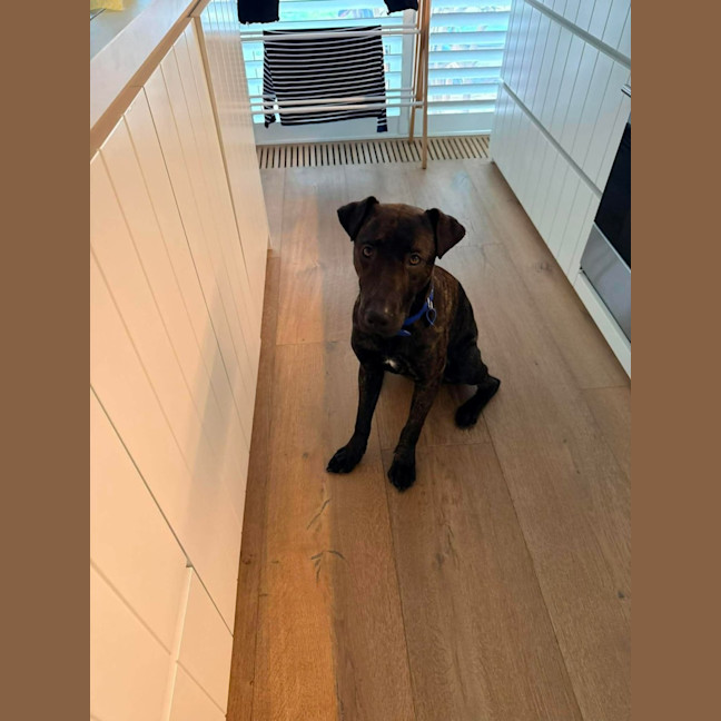 Photo of Baxter