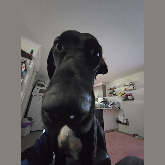 Photo of Bagheera (Mia)