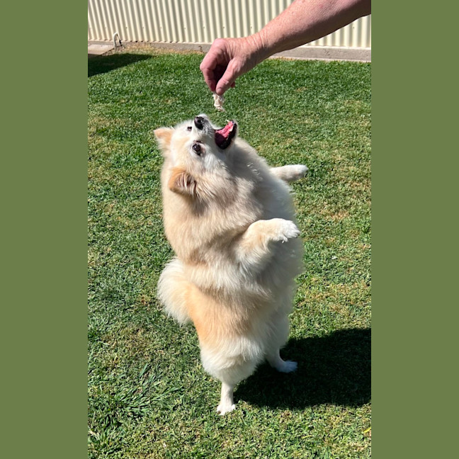 Photo of Daisy   12 Year Old Pomeranian 