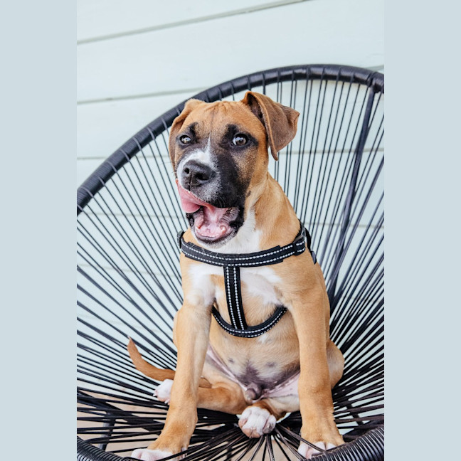 Photo of Baxter