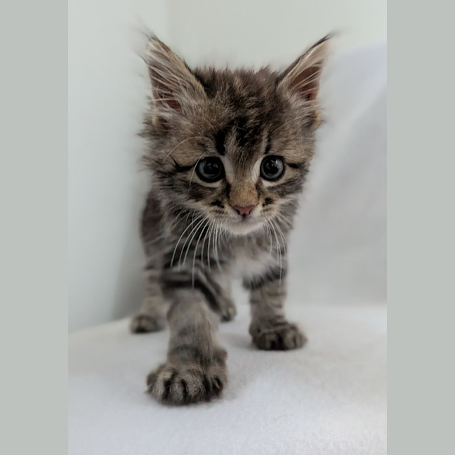 Photo of Meeko