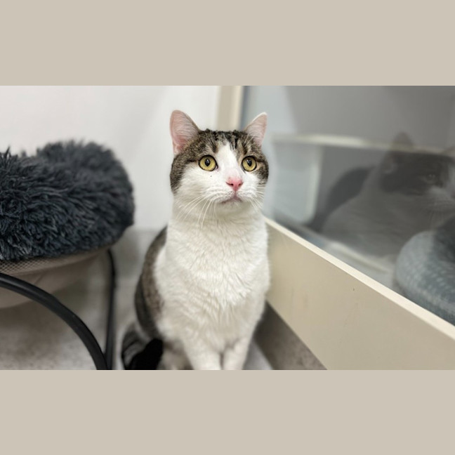 Photo of Lentil