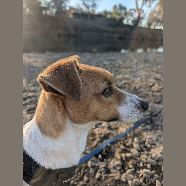 Photo of Chip