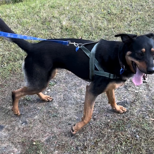 Photo of Maggie   2 Year Old Shepherd X Rottweiler (Trial)