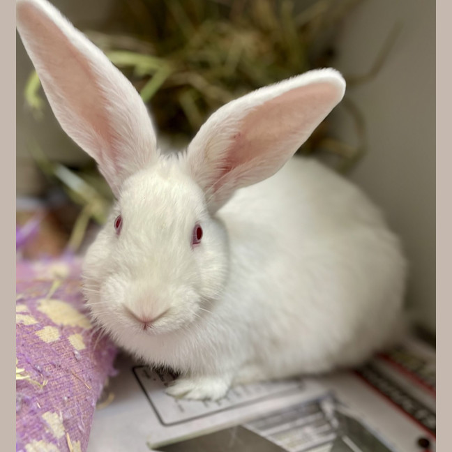 Photo of Justin Time