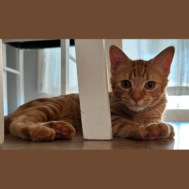 Photo of Countess Scratchula