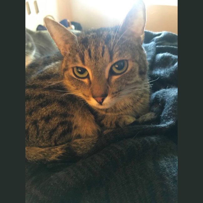 Photo of Max And Bunny (Bonded Pair)