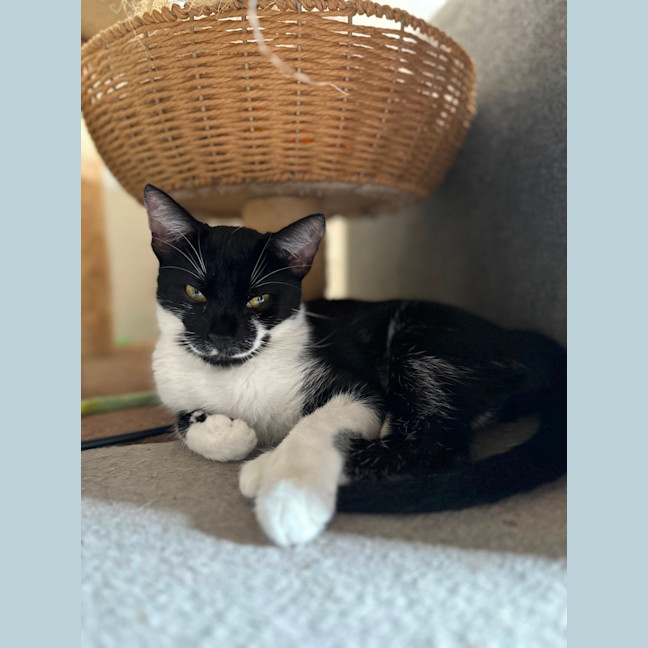 Photo of Oreo