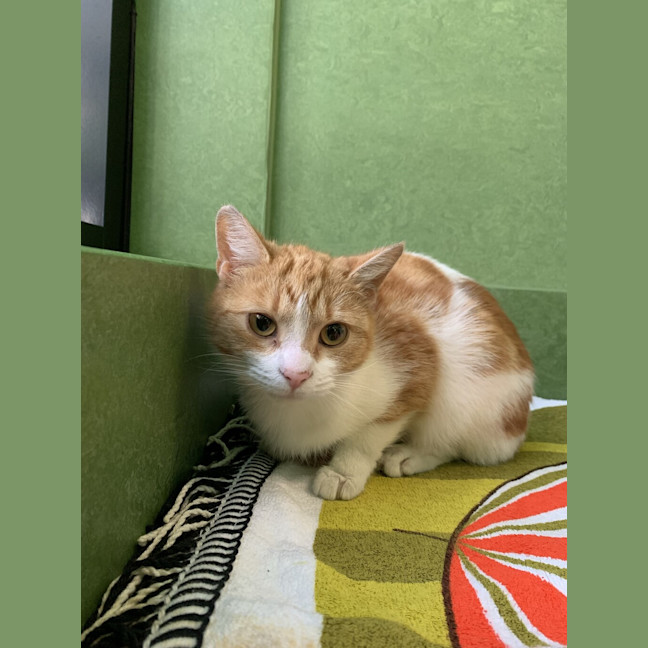 Photo of Peaches