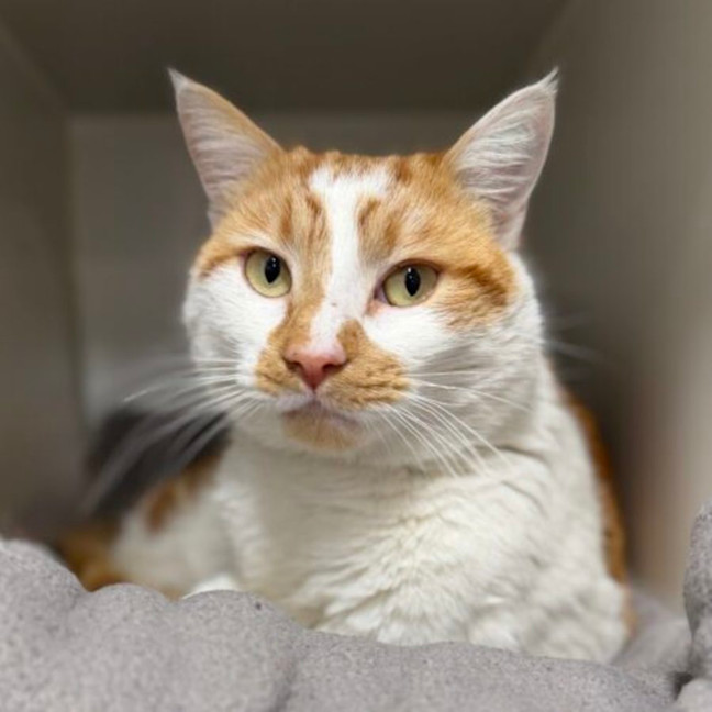 Photo of Cheddar