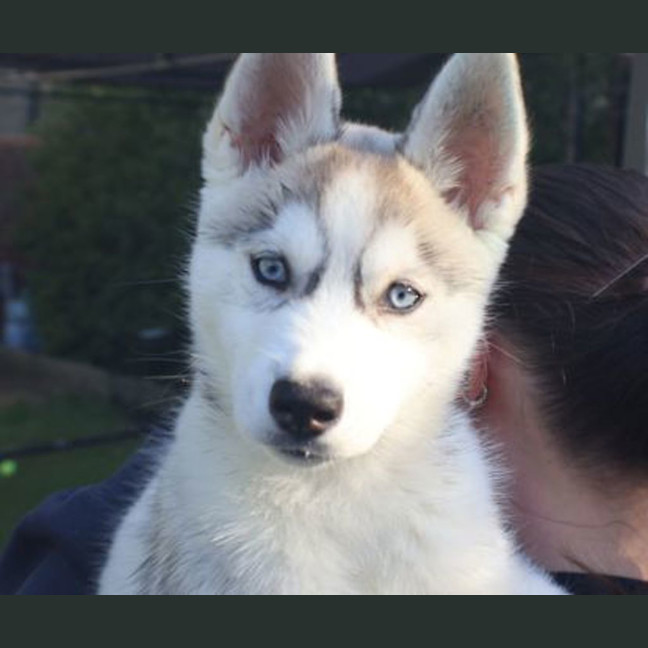 Photo of Rosie