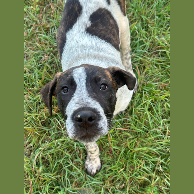 Photo of Clumsy Smurf