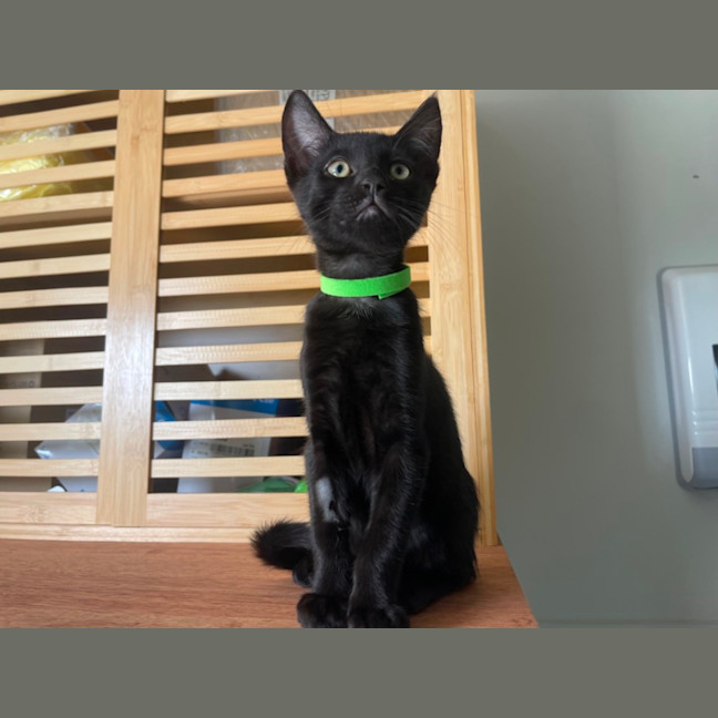 Photo of Galaxy Litter