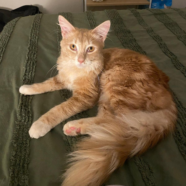 Photo of Nacho (Ginger)