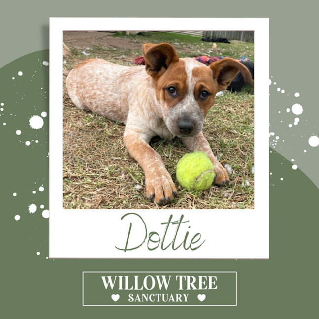 Photo of Dottie