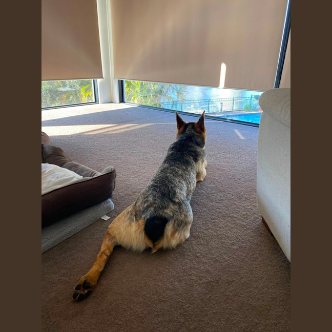 Photo of Oscar *$150 Adoption Fee*