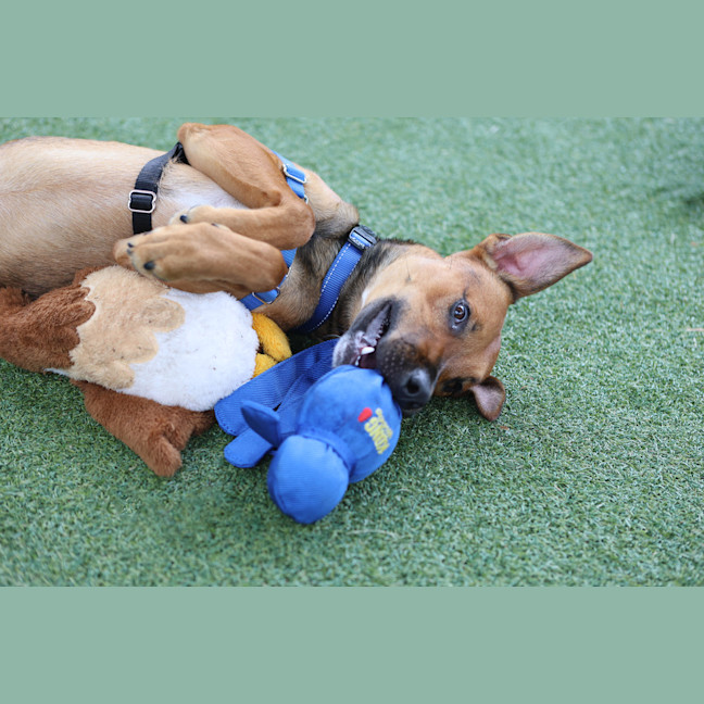 Photo of Rusty
