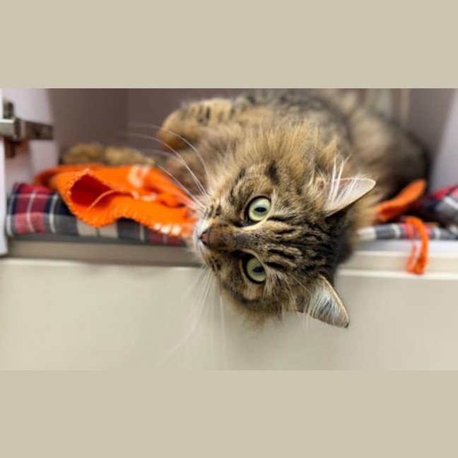 Photo of Cotton