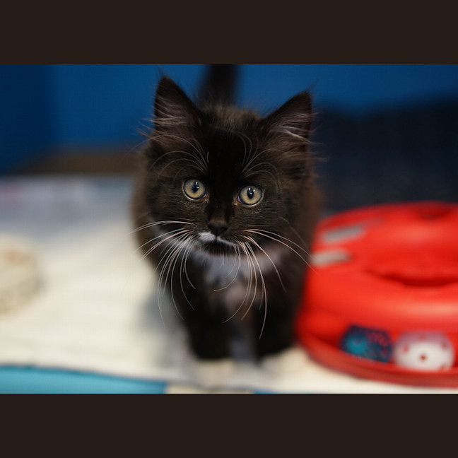 Photo of Loki